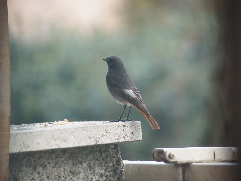 bird gardening